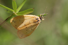 Setina irrorella