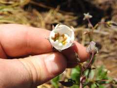 Trichodesma physaloides