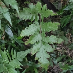 Tectaria fuscipes