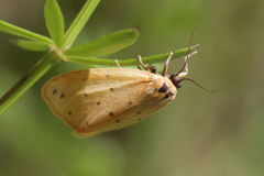 Setina irrorella