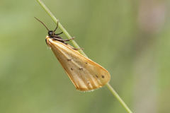 Setina irrorella