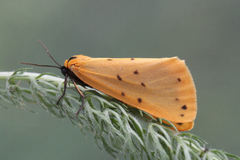 Setina irrorella