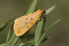 Setina irrorella