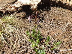 Trichodesma physaloides
