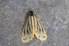 Setina irrorella