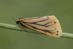 Setina irrorella