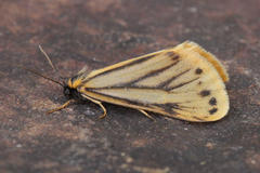 Setina irrorella