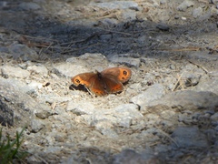 Erebia montanus