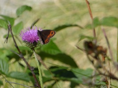 Erebia montanus