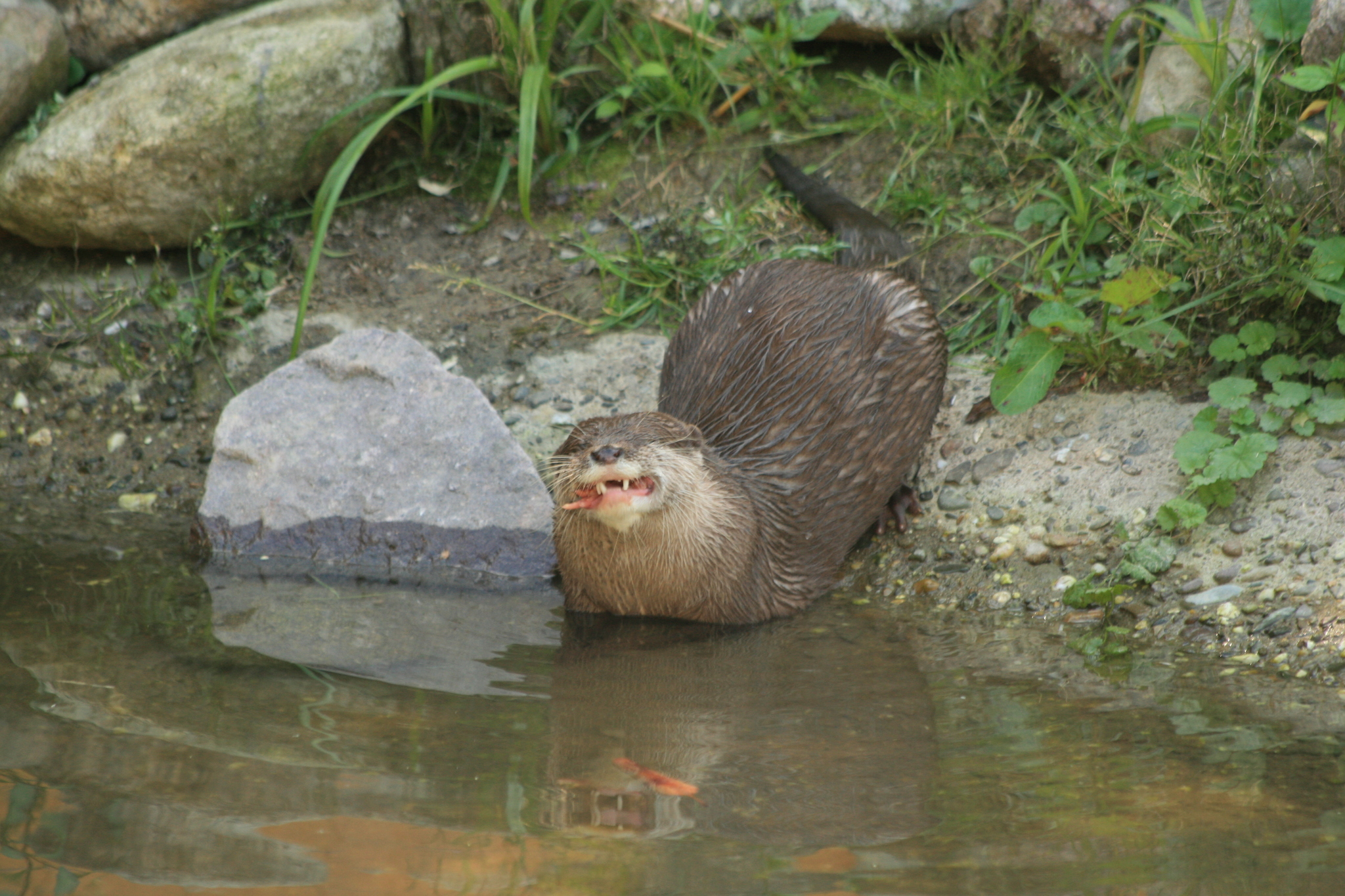 Eurasian Otter (Lutra lutra) · iNaturalist