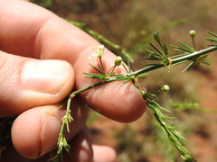 Asparagus cooperi