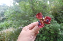 Majidea zanguebarica