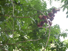 Majidea zanguebarica