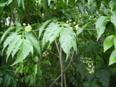 Paullinia meliifolia