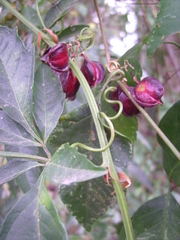 Paullinia meliifolia