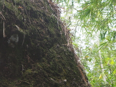 Sphenomorphus sanctus