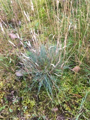 Corynephorus canescens