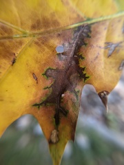 Apiognomonia errabunda