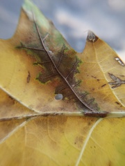 Apiognomonia errabunda