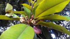 Manilkara subsericea
