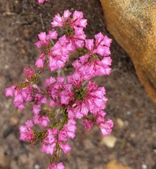 Erica gnaphaloides