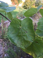 Cercis canadensis