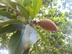 Manilkara subsericea