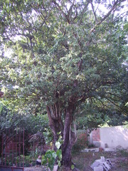 Manilkara subsericea