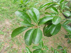 Sideroxylon obtusifolium