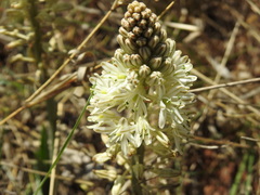 Drimia sanguinea