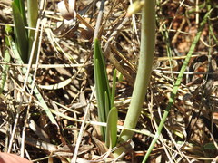 Drimia sanguinea