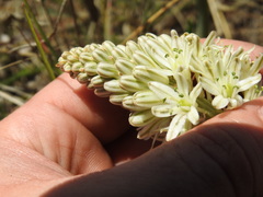 Drimia sanguinea