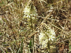 Drimia sanguinea