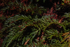 Selaginella erythropus