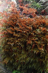 Selaginella erythropus