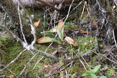 Clintonia borealis