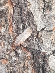 Pseudopostega quadristrigella