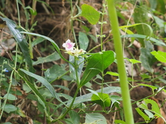 Hemigraphis glaucescens