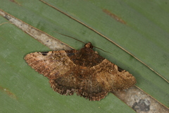 Metria bruma
