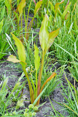 Sagittaria sanfordii