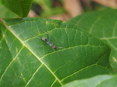 Camponotus singularis