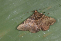 Metria bruma