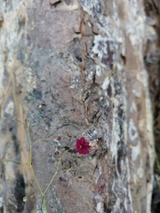 Boerhavia gracillima