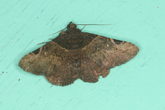 Metria bruma
