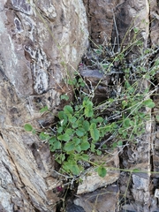 Boerhavia gracillima