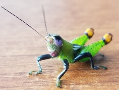 Helolampis nigriceps