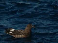 Stercorarius antarcticus