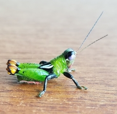 Helolampis nigriceps