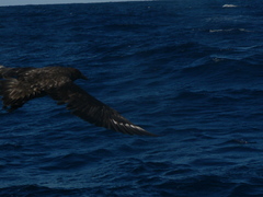 Stercorarius antarcticus