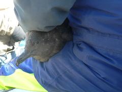 Stercorarius antarcticus